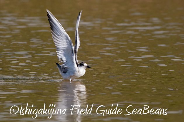 11%e6%9c%8814%e6%97%a5%e7%9f%b3%e5%9e%a3%e5%b3%b6%e3%83%90%e3%83%bc%e3%83%89%e3%82%a6%e3%82%aa%e3%83%83%e3%83%81%e3%83%b3%e3%82%b0%ef%bc%86%e9%87%8e%e9%b3%a5%e6%92%ae%e5%bd%b1%e3%82%ac%e3%82%a4