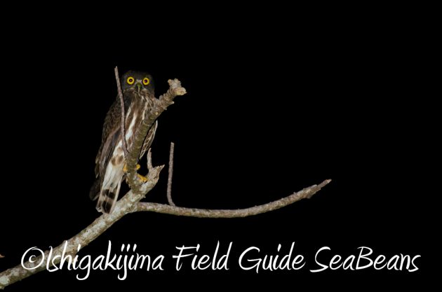 11%e6%9c%8825%e6%97%a5%e7%9f%b3%e5%9e%a3%e5%b3%b6%e3%83%8a%e3%82%a4%e3%83%88%e3%83%84%e3%82%a2%e3%83%bc3