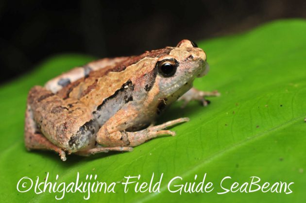 11%e6%9c%886%e6%97%a5%e7%9f%b3%e5%9e%a3%e5%b3%b6%e3%83%8a%e3%82%a4%e3%83%88%e3%83%84%e3%82%a2%e3%83%bc18