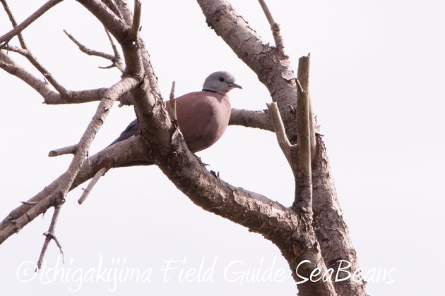 11%e6%9c%8819%e6%97%a5%e7%9f%b3%e5%9e%a3%e5%b3%b6%e3%83%90%e3%83%bc%e3%83%89%e3%82%a6%e3%82%aa%e3%83%83%e3%83%81%e3%83%b3%e3%82%b0%ef%bc%86%e9%87%8e%e9%b3%a5%e6%92%ae%e5%bd%b1%e3%82%ac%e3%82%a4