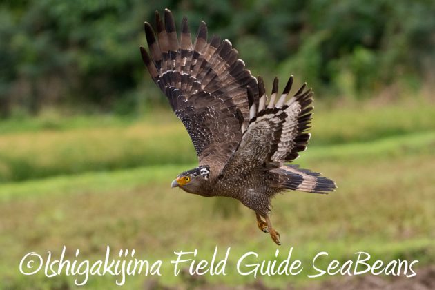 11%e6%9c%8822%e6%97%a5%e7%9f%b3%e5%9e%a3%e5%b3%b6%e3%83%90%e3%83%bc%e3%83%89%e3%82%a6%e3%82%aa%e3%83%83%e3%83%81%e3%83%b3%e3%82%b0%ef%bc%86%e9%87%8e%e9%b3%a5%e6%92%ae%e5%bd%b117