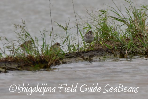 12%e6%9c%887%e6%97%a5%e7%9f%b3%e5%9e%a3%e5%b3%b6%e3%83%90%e3%83%bc%e3%83%89%e3%82%a6%e3%82%aa%e3%83%83%e3%83%81%e3%83%b3%e3%82%b0%ef%bc%86%e9%87%8e%e9%b3%a5%e6%92%ae%e5%bd%b1%e3%82%ac%e3%82%a4