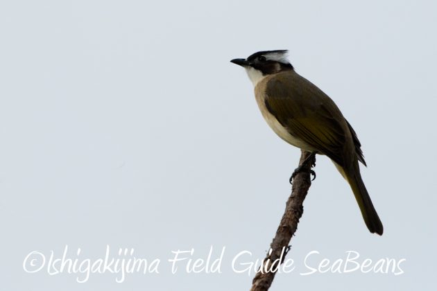 12%e6%9c%887%e6%97%a5%e7%9f%b3%e5%9e%a3%e5%b3%b6%e3%83%90%e3%83%bc%e3%83%89%e3%82%a6%e3%82%aa%e3%83%83%e3%83%81%e3%83%b3%e3%82%b0%ef%bc%86%e9%87%8e%e9%b3%a5%e6%92%ae%e5%bd%b1%e3%82%ac%e3%82%a4