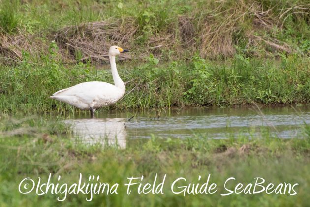 12%e6%9c%887%e6%97%a5%e7%9f%b3%e5%9e%a3%e5%b3%b6%e3%83%90%e3%83%bc%e3%83%89%e3%82%a6%e3%82%aa%e3%83%83%e3%83%81%e3%83%b3%e3%82%b0%ef%bc%86%e9%87%8e%e9%b3%a5%e6%92%ae%e5%bd%b1%e3%82%ac%e3%82%a4