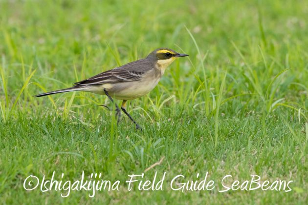 12%e6%9c%887%e6%97%a5%e7%9f%b3%e5%9e%a3%e5%b3%b6%e3%83%90%e3%83%bc%e3%83%89%e3%82%a6%e3%82%aa%e3%83%83%e3%83%81%e3%83%b3%e3%82%b0%ef%bc%86%e9%87%8e%e9%b3%a5%e6%92%ae%e5%bd%b1%e3%82%ac%e3%82%a4