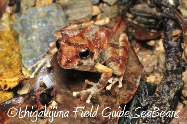 12%e6%9c%884%e6%97%a5%e7%9f%b3%e5%9e%a3%e5%b3%b6%e3%83%8a%e3%82%a4%e3%83%88%e3%83%84%e3%82%a2%e3%83%bc11