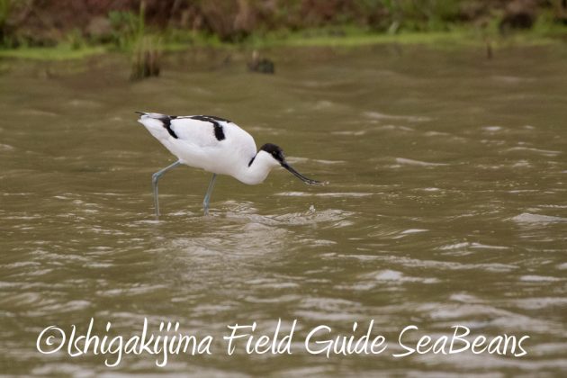 12%e6%9c%886%e6%97%a5%e7%9f%b3%e5%9e%a3%e5%b3%b6%e3%83%90%e3%83%bc%e3%83%89%e3%82%a6%e3%82%aa%e3%83%83%e3%83%81%e3%83%b3%e3%82%b0%ef%bc%86%e9%87%8e%e9%b3%a5%e6%92%ae%e5%bd%b1%e3%82%ac%e3%82%a4