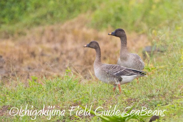 12%e6%9c%881%e6%97%a5%e7%9f%b3%e5%9e%a3%e5%b3%b6%e3%83%90%e3%83%bc%e3%83%89%e3%82%a6%e3%82%aa%e3%83%83%e3%83%81%e3%83%b3%e3%82%b0%ef%bc%86%e9%87%8e%e9%b3%a5%e6%92%ae%e5%bd%b1%e3%82%ac%e3%82%a4