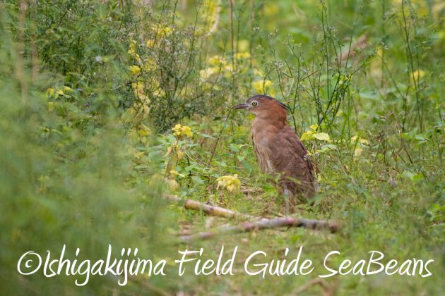 12%e6%9c%887%e6%97%a5%e7%9f%b3%e5%9e%a3%e5%b3%b6%e3%83%90%e3%83%bc%e3%83%89%e3%82%a6%e3%82%aa%e3%83%83%e3%83%81%e3%83%b3%e3%82%b0%ef%bc%86%e9%87%8e%e9%b3%a5%e6%92%ae%e5%bd%b1%e3%82%ac%e3%82%a4