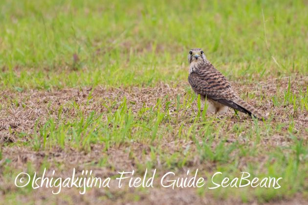 12%e6%9c%886%e6%97%a5%e7%9f%b3%e5%9e%a3%e5%b3%b6%e3%83%90%e3%83%bc%e3%83%89%e3%82%a6%e3%82%aa%e3%83%83%e3%83%81%e3%83%b3%e3%82%b0%ef%bc%86%e9%87%8e%e9%b3%a5%e6%92%ae%e5%bd%b1%e3%82%ac%e3%82%a4