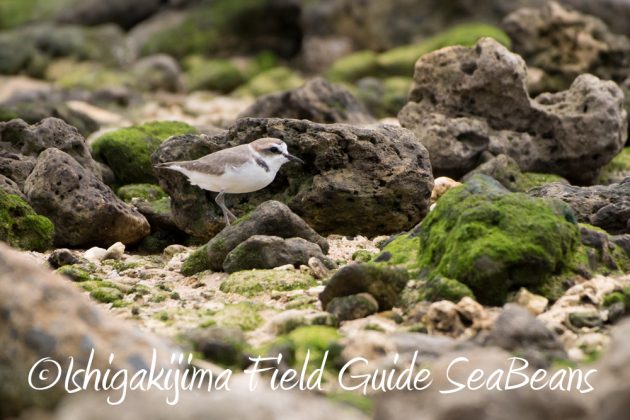 12%e6%9c%883%e6%97%a5%e7%9f%b3%e5%9e%a3%e5%b3%b6%e6%b5%b7%e8%be%ba%e3%81%ae%e9%87%8e%e9%b3%a5%e3%81%9f%e3%81%a16