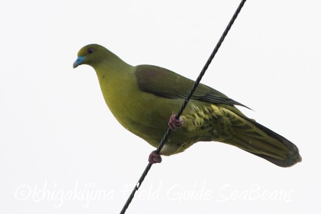 12%e6%9c%884%e6%97%a5%e7%9f%b3%e5%9e%a3%e5%b3%b6%e3%83%90%e3%83%bc%e3%83%89%e3%82%a6%e3%82%aa%e3%83%83%e3%83%81%e3%83%b3%e3%82%b0%ef%bc%86%e9%87%8e%e9%b3%a5%e6%92%ae%e5%bd%b1%e3%82%ac%e3%82%a4