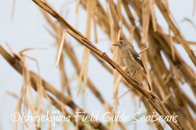 12%e6%9c%881%e6%97%a5%e7%9f%b3%e5%9e%a3%e5%b3%b6%e3%83%90%e3%83%bc%e3%83%89%e3%82%a6%e3%82%aa%e3%83%83%e3%83%81%e3%83%b3%e3%82%b0%ef%bc%86%e9%87%8e%e9%b3%a5%e6%92%ae%e5%bd%b1%e3%82%ac%e3%82%a4