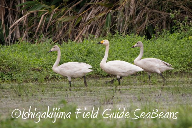 12%e6%9c%886%e6%97%a5%e7%9f%b3%e5%9e%a3%e5%b3%b6%e3%83%90%e3%83%bc%e3%83%89%e3%82%a6%e3%82%aa%e3%83%83%e3%83%81%e3%83%b3%e3%82%b0%ef%bc%86%e9%87%8e%e9%b3%a5%e6%92%ae%e5%bd%b1%e3%82%ac%e3%82%a4