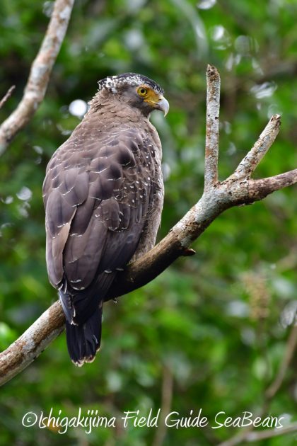 12%e6%9c%886%e6%97%a5%e7%9f%b3%e5%9e%a3%e5%b3%b6%e3%83%90%e3%83%bc%e3%83%89%e3%82%a6%e3%82%aa%e3%83%83%e3%83%81%e3%83%b3%e3%82%b0%ef%bc%86%e9%87%8e%e9%b3%a5%e6%92%ae%e5%bd%b1%e3%82%ac%e3%82%a4