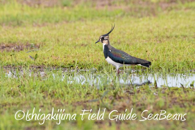 12%e6%9c%884%e6%97%a5%e7%9f%b3%e5%9e%a3%e5%b3%b6%e3%83%90%e3%83%bc%e3%83%89%e3%82%a6%e3%82%aa%e3%83%83%e3%83%81%e3%83%b3%e3%82%b0%ef%bc%86%e9%87%8e%e9%b3%a5%e6%92%ae%e5%bd%b1%e3%82%ac%e3%82%a4