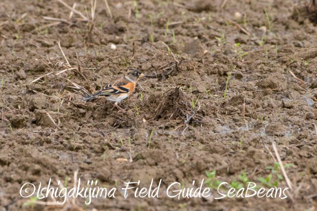 12%e6%9c%885%e6%97%a5%e7%9f%b3%e5%9e%a3%e5%b3%b6%e3%83%90%e3%83%bc%e3%83%89%e3%82%a6%e3%82%aa%e3%83%83%e3%83%81%e3%83%b3%e3%82%b0%ef%bc%86%e9%87%8e%e9%b3%a5%e6%92%ae%e5%bd%b1%e3%82%ac%e3%82%a4