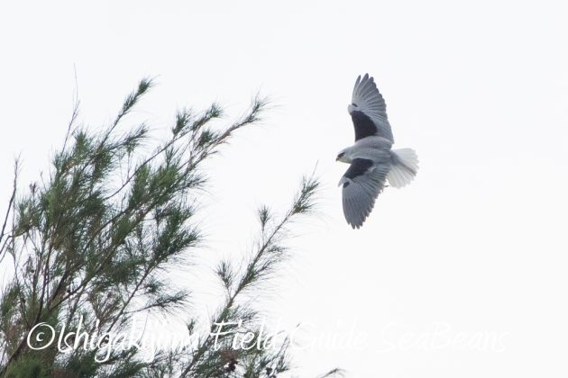 12%e6%9c%885%e6%97%a5%e7%9f%b3%e5%9e%a3%e5%b3%b6%e3%83%90%e3%83%bc%e3%83%89%e3%82%a6%e3%82%aa%e3%83%83%e3%83%81%e3%83%b3%e3%82%b0%ef%bc%86%e9%87%8e%e9%b3%a5%e6%92%ae%e5%bd%b1%e3%82%ac%e3%82%a4