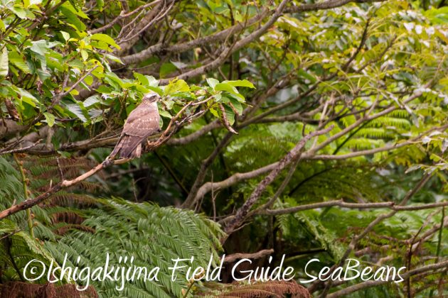 12%e6%9c%881%e6%97%a5%e7%9f%b3%e5%9e%a3%e5%b3%b6%e3%83%90%e3%83%bc%e3%83%89%e3%82%a6%e3%82%aa%e3%83%83%e3%83%81%e3%83%b3%e3%82%b0%ef%bc%86%e9%87%8e%e9%b3%a5%e6%92%ae%e5%bd%b1%e3%82%ac%e3%82%a4