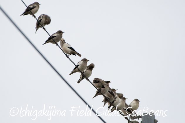 12%e6%9c%881%e6%97%a5%e7%9f%b3%e5%9e%a3%e5%b3%b6%e3%83%90%e3%83%bc%e3%83%89%e3%82%a6%e3%82%aa%e3%83%83%e3%83%81%e3%83%b3%e3%82%b0%ef%bc%86%e9%87%8e%e9%b3%a5%e6%92%ae%e5%bd%b1%e3%82%ac%e3%82%a4