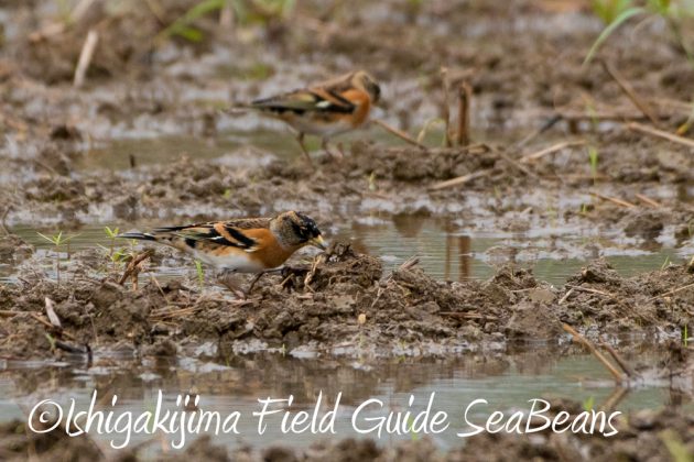 12%e6%9c%881%e6%97%a5%e7%9f%b3%e5%9e%a3%e5%b3%b6%e3%83%90%e3%83%bc%e3%83%89%e3%82%a6%e3%82%aa%e3%83%83%e3%83%81%e3%83%b3%e3%82%b0%ef%bc%86%e9%87%8e%e9%b3%a5%e6%92%ae%e5%bd%b1%e3%82%ac%e3%82%a4