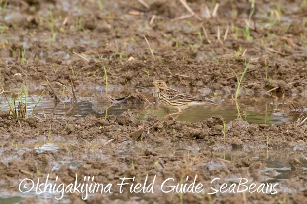 12%e6%9c%885%e6%97%a5%e7%9f%b3%e5%9e%a3%e5%b3%b6%e3%83%90%e3%83%bc%e3%83%89%e3%82%a6%e3%82%aa%e3%83%83%e3%83%81%e3%83%b3%e3%82%b0%ef%bc%86%e9%87%8e%e9%b3%a5%e6%92%ae%e5%bd%b1%e3%82%ac%e3%82%a4