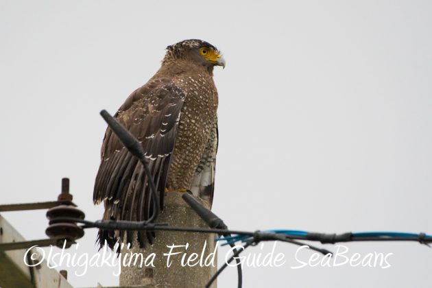 12%e6%9c%881%e6%97%a5%e7%9f%b3%e5%9e%a3%e5%b3%b6%e3%83%90%e3%83%bc%e3%83%89%e3%82%a6%e3%82%aa%e3%83%83%e3%83%81%e3%83%b3%e3%82%b0%ef%bc%86%e9%87%8e%e9%b3%a5%e6%92%ae%e5%bd%b1%e3%82%ac%e3%82%a4