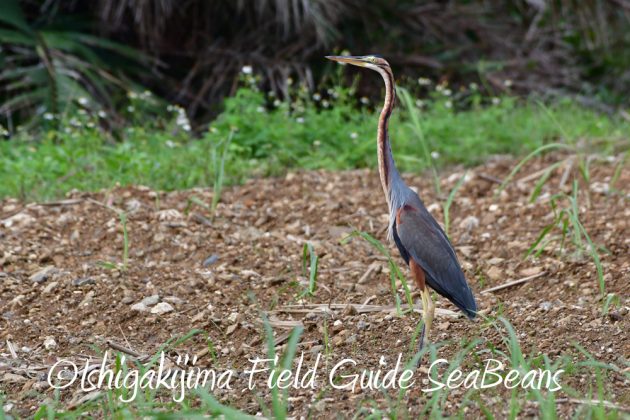 12%e6%9c%884%e6%97%a5%e7%9f%b3%e5%9e%a3%e5%b3%b6%e3%83%90%e3%83%bc%e3%83%89%e3%82%a6%e3%82%aa%e3%83%83%e3%83%81%e3%83%b3%e3%82%b0%ef%bc%86%e9%87%8e%e9%b3%a5%e6%92%ae%e5%bd%b1%e3%82%ac%e3%82%a4