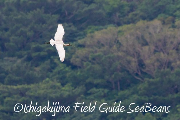 12%e6%9c%886%e6%97%a5%e7%9f%b3%e5%9e%a3%e5%b3%b6%e3%83%90%e3%83%bc%e3%83%89%e3%82%a6%e3%82%aa%e3%83%83%e3%83%81%e3%83%b3%e3%82%b0%ef%bc%86%e9%87%8e%e9%b3%a5%e6%92%ae%e5%bd%b1%e3%82%ac%e3%82%a4