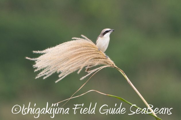 12%e6%9c%884%e6%97%a5%e7%9f%b3%e5%9e%a3%e5%b3%b6%e3%83%90%e3%83%bc%e3%83%89%e3%82%a6%e3%82%aa%e3%83%83%e3%83%81%e3%83%b3%e3%82%b0%ef%bc%86%e9%87%8e%e9%b3%a5%e6%92%ae%e5%bd%b1%e3%82%ac%e3%82%a4