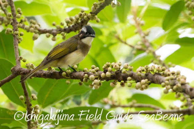 12%e6%9c%886%e6%97%a5%e7%9f%b3%e5%9e%a3%e5%b3%b6%e3%83%90%e3%83%bc%e3%83%89%e3%82%a6%e3%82%aa%e3%83%83%e3%83%81%e3%83%b3%e3%82%b0%ef%bc%86%e9%87%8e%e9%b3%a5%e6%92%ae%e5%bd%b1%e3%82%ac%e3%82%a4