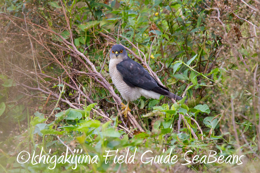 石垣島は野鳥が沢山！！バードウオッチング＆野鳥撮影ガイド。