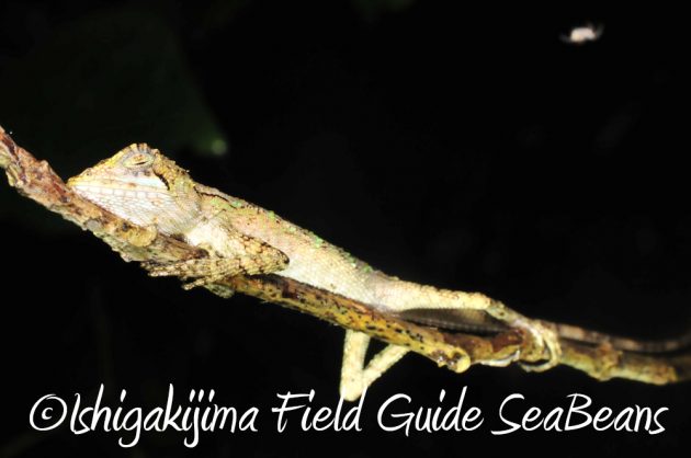 12%e6%9c%884%e6%97%a5%e7%9f%b3%e5%9e%a3%e5%b3%b6%e3%83%8a%e3%82%a4%e3%83%88%e3%83%84%e3%82%a2%e3%83%bc16