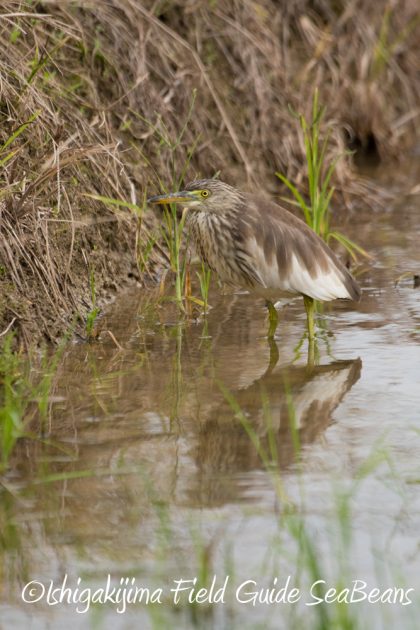 12%e6%9c%886%e6%97%a5%e7%9f%b3%e5%9e%a3%e5%b3%b6%e3%83%90%e3%83%bc%e3%83%89%e3%82%a6%e3%82%aa%e3%83%83%e3%83%81%e3%83%b3%e3%82%b0%ef%bc%86%e9%87%8e%e9%b3%a5%e6%92%ae%e5%bd%b1%e3%82%ac%e3%82%a4