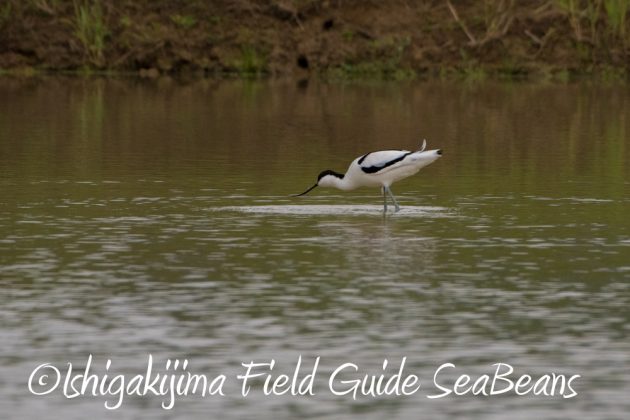 12%e6%9c%887%e6%97%a5%e7%9f%b3%e5%9e%a3%e5%b3%b6%e3%83%90%e3%83%bc%e3%83%89%e3%82%a6%e3%82%aa%e3%83%83%e3%83%81%e3%83%b3%e3%82%b0%ef%bc%86%e9%87%8e%e9%b3%a5%e6%92%ae%e5%bd%b1%e3%82%ac%e3%82%a4