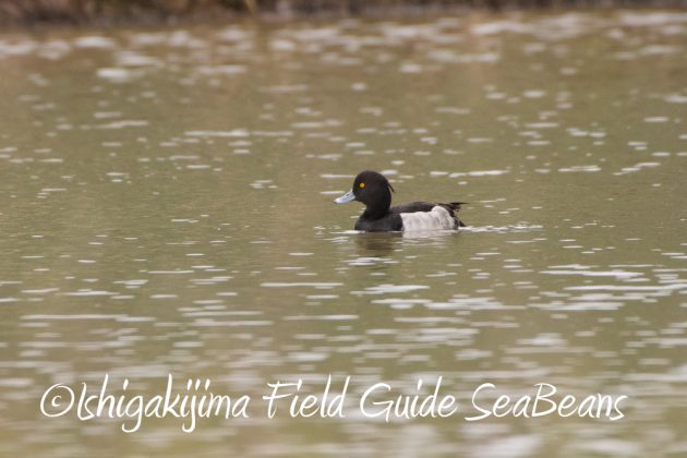 12%e6%9c%881%e6%97%a5%e7%9f%b3%e5%9e%a3%e5%b3%b6%e3%83%90%e3%83%bc%e3%83%89%e3%82%a6%e3%82%aa%e3%83%83%e3%83%81%e3%83%b3%e3%82%b0%ef%bc%86%e9%87%8e%e9%b3%a5%e6%92%ae%e5%bd%b1%e3%82%ac%e3%82%a4