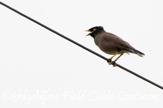 12%e6%9c%887%e6%97%a5%e7%9f%b3%e5%9e%a3%e5%b3%b6%e3%83%90%e3%83%bc%e3%83%89%e3%82%a6%e3%82%aa%e3%83%83%e3%83%81%e3%83%b3%e3%82%b0%ef%bc%86%e9%87%8e%e9%b3%a5%e6%92%ae%e5%bd%b1%e3%82%ac%e3%82%a4