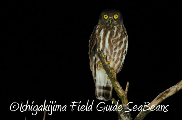 12%e6%9c%884%e6%97%a5%e7%9f%b3%e5%9e%a3%e5%b3%b6%e3%83%8a%e3%82%a4%e3%83%88%e3%83%84%e3%82%a2%e3%83%bc2