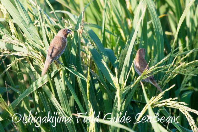 12%e6%9c%885%e6%97%a5%e7%9f%b3%e5%9e%a3%e5%b3%b6%e3%83%90%e3%83%bc%e3%83%89%e3%82%a6%e3%82%aa%e3%83%83%e3%83%81%e3%83%b3%e3%82%b0%ef%bc%86%e9%87%8e%e9%b3%a5%e6%92%ae%e5%bd%b1%e3%82%ac%e3%82%a4