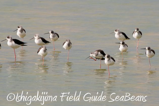 12%e6%9c%884%e6%97%a5%e7%9f%b3%e5%9e%a3%e5%b3%b6%e3%83%90%e3%83%bc%e3%83%89%e3%82%a6%e3%82%aa%e3%83%83%e3%83%81%e3%83%b3%e3%82%b0%ef%bc%86%e9%87%8e%e9%b3%a5%e6%92%ae%e5%bd%b1%e3%82%ac%e3%82%a4