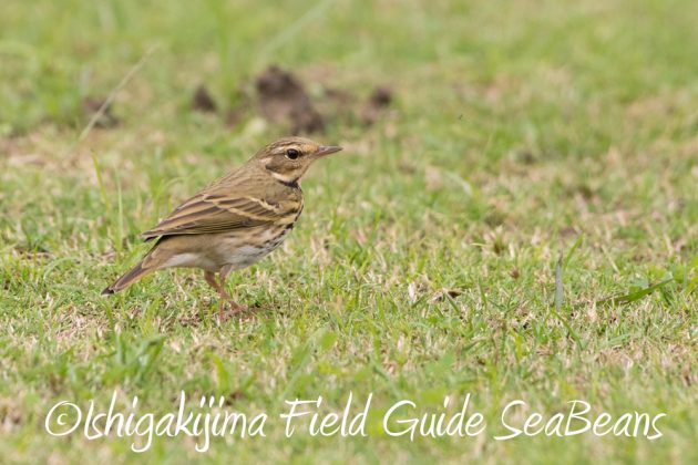 12%e6%9c%884%e6%97%a5%e7%9f%b3%e5%9e%a3%e5%b3%b6%e3%83%90%e3%83%bc%e3%83%89%e3%82%a6%e3%82%aa%e3%83%83%e3%83%81%e3%83%b3%e3%82%b0%ef%bc%86%e9%87%8e%e9%b3%a5%e6%92%ae%e5%bd%b1%e3%82%ac%e3%82%a4