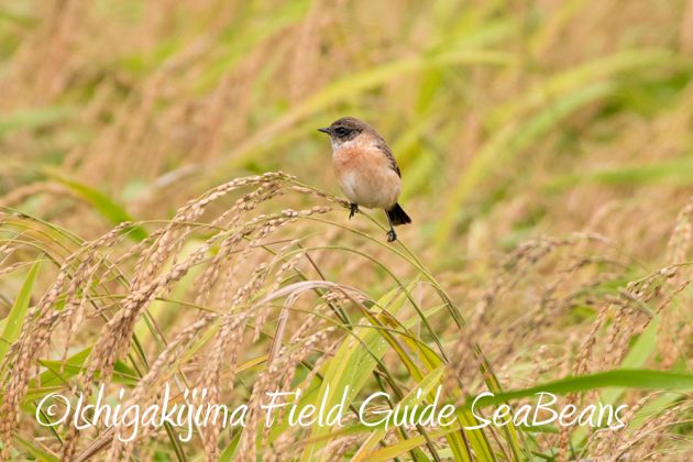 12%e6%9c%881%e6%97%a5%e7%9f%b3%e5%9e%a3%e5%b3%b6%e3%83%90%e3%83%bc%e3%83%89%e3%82%a6%e3%82%aa%e3%83%83%e3%83%81%e3%83%b3%e3%82%b0%ef%bc%86%e9%87%8e%e9%b3%a5%e6%92%ae%e5%bd%b1%e3%82%ac%e3%82%a4