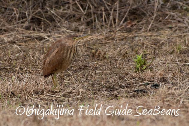 12%e6%9c%886%e6%97%a5%e7%9f%b3%e5%9e%a3%e5%b3%b6%e3%83%90%e3%83%bc%e3%83%89%e3%82%a6%e3%82%aa%e3%83%83%e3%83%81%e3%83%b3%e3%82%b0%ef%bc%86%e9%87%8e%e9%b3%a5%e6%92%ae%e5%bd%b1%e3%82%ac%e3%82%a4