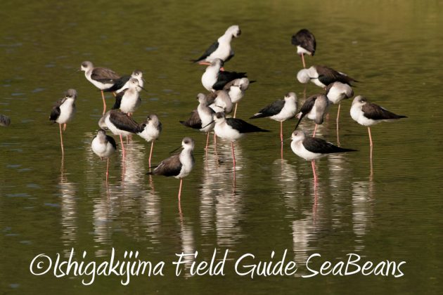 12%e6%9c%885%e6%97%a5%e7%9f%b3%e5%9e%a3%e5%b3%b6%e3%83%90%e3%83%bc%e3%83%89%e3%82%a6%e3%82%aa%e3%83%83%e3%83%81%e3%83%b3%e3%82%b0%ef%bc%86%e9%87%8e%e9%b3%a5%e6%92%ae%e5%bd%b1%e3%82%ac%e3%82%a4