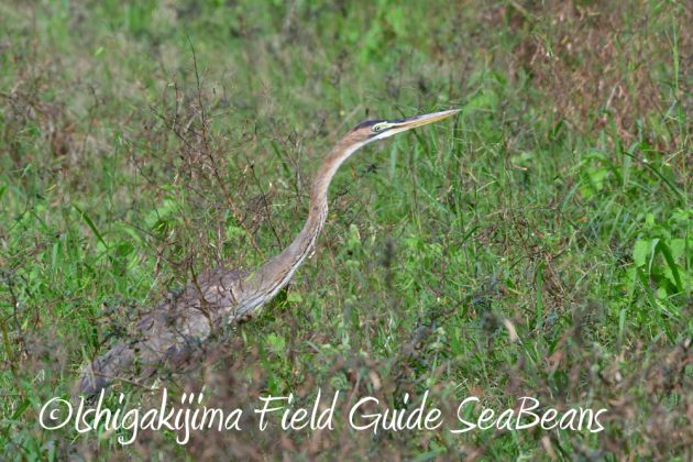 12%e6%9c%885%e6%97%a5%e7%9f%b3%e5%9e%a3%e5%b3%b6%e3%83%90%e3%83%bc%e3%83%89%e3%82%a6%e3%82%aa%e3%83%83%e3%83%81%e3%83%b3%e3%82%b0%ef%bc%86%e9%87%8e%e9%b3%a5%e6%92%ae%e5%bd%b1%e3%82%ac%e3%82%a4