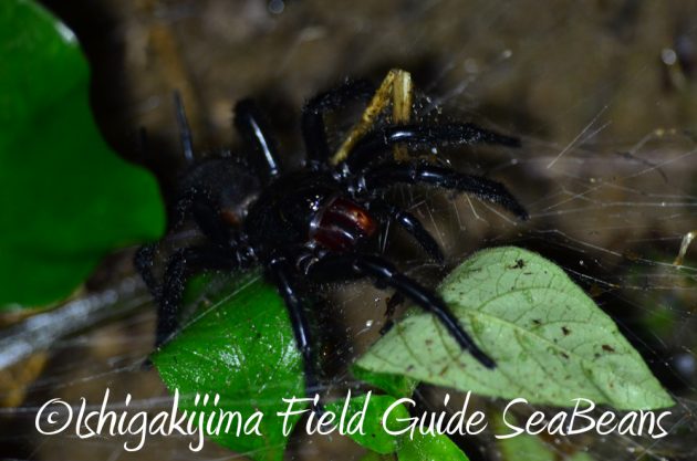 12%e6%9c%884%e6%97%a5%e7%9f%b3%e5%9e%a3%e5%b3%b6%e3%83%8a%e3%82%a4%e3%83%88%e3%83%84%e3%82%a2%e3%83%bc6