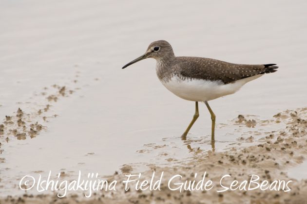 12%e6%9c%887%e6%97%a5%e7%9f%b3%e5%9e%a3%e5%b3%b6%e3%83%90%e3%83%bc%e3%83%89%e3%82%a6%e3%82%aa%e3%83%83%e3%83%81%e3%83%b3%e3%82%b0%ef%bc%86%e9%87%8e%e9%b3%a5%e6%92%ae%e5%bd%b1%e3%82%ac%e3%82%a4