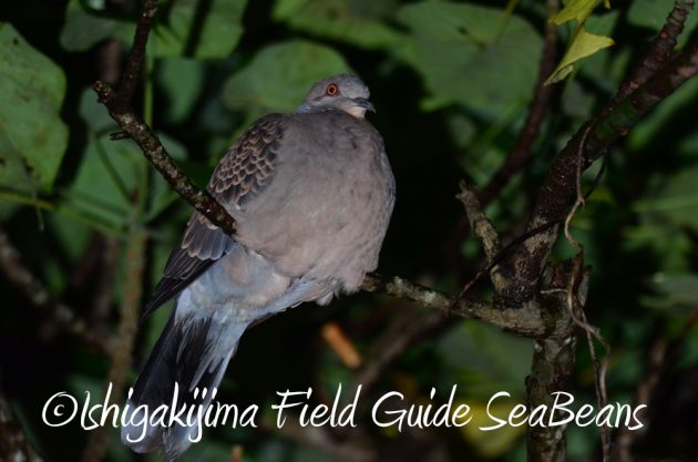 12%e6%9c%884%e6%97%a5%e7%9f%b3%e5%9e%a3%e5%b3%b6%e3%83%8a%e3%82%a4%e3%83%88%e3%83%84%e3%82%a2%e3%83%bc8