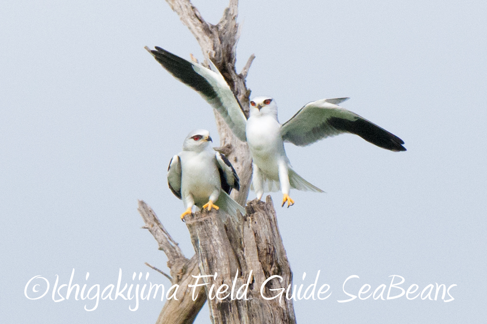 石垣島 鳥獣保護区域等巡回調査。