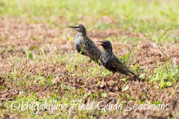 12%e6%9c%884%e6%97%a5%e7%9f%b3%e5%9e%a3%e5%b3%b6%e3%83%90%e3%83%bc%e3%83%89%e3%82%a6%e3%82%aa%e3%83%83%e3%83%81%e3%83%b3%e3%82%b0%ef%bc%86%e9%87%8e%e9%b3%a5%e6%92%ae%e5%bd%b1%e3%82%ac%e3%82%a4